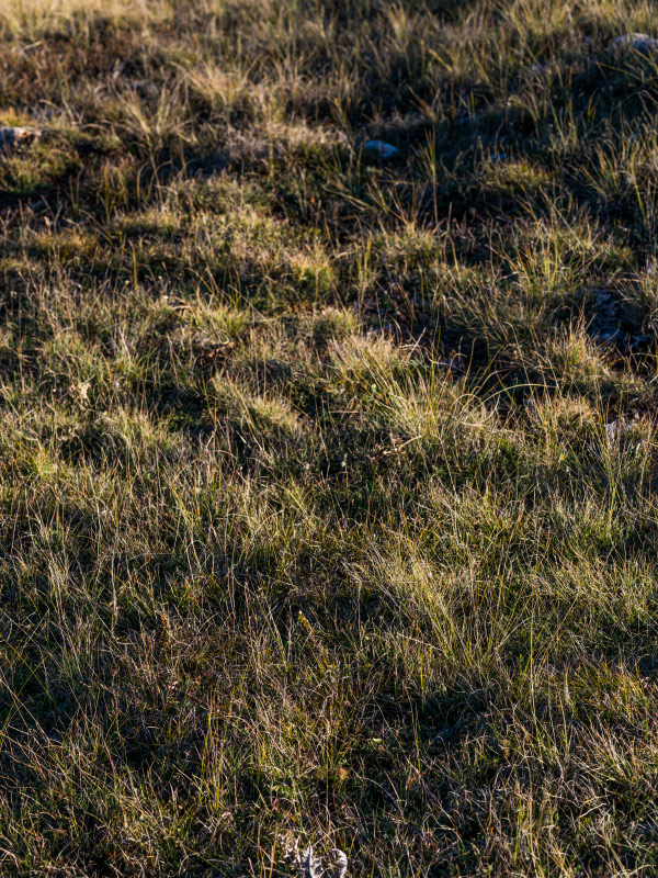 Image avant stack focus
