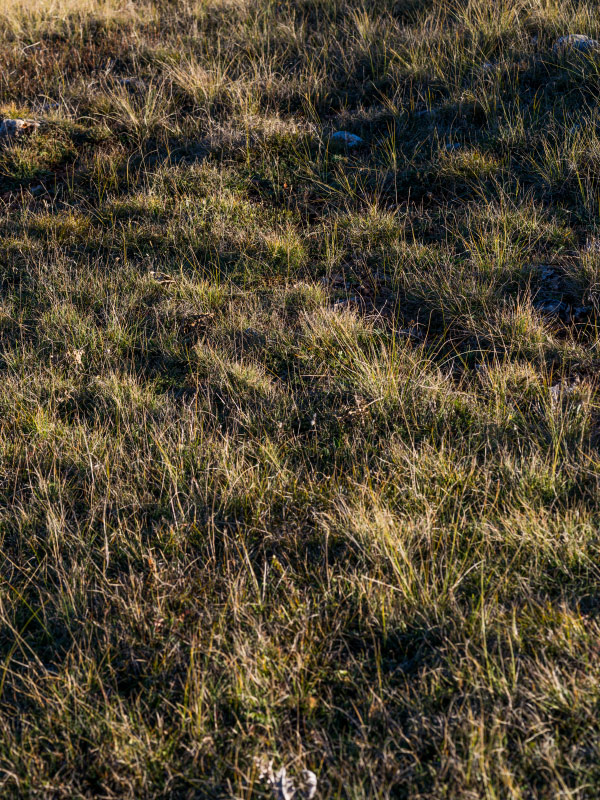 Image avant stack focus